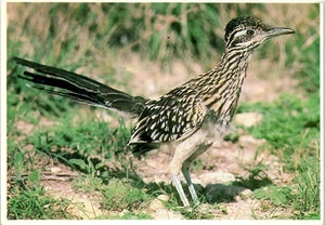 The Roadrunner, Clown of the Desert, State Bird of New Mexico Postcard - Picture 1 of 2