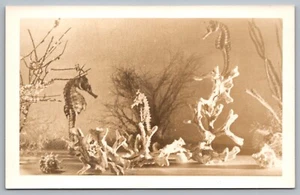 Postcard RPPC, Seahorse And Coral In The Aquarium Unposted Vintage - Picture 1 of 2