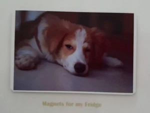 BORDER COLLIE PUPPY DOG PHOTO FRIDGE MAGNET - M40F - Picture 1 of 1