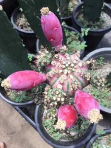 Gymnocalycium T luk 20 Seed Ariocarpus Cacti Cactus Kakteen + PHYTO certificate - Picture 1 of 3