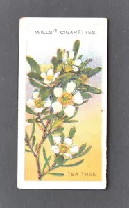 1913 Wills' Cigarette Card Australian Wildflowers No. 6 Tea Tree - Picture 1 of 2