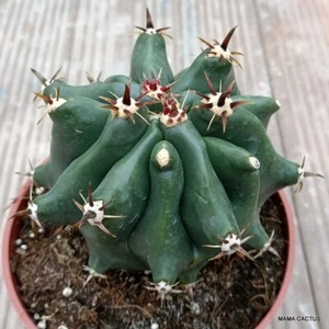 A3937 FEROCACTUS HORRIDUS MONSTER KIKKO pot 13 cm H 8 cm W 10,5 cm MaMa Cactus - Picture 1 of 4