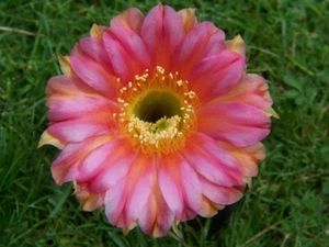 Echinopsis Echinopsishybride hybrid " Königin Luise "   2,8cm x 5cm - Bild 1 von 2