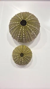 TWO GREEN SEA URCIN BARGAIN !! - Foto 1 di 2