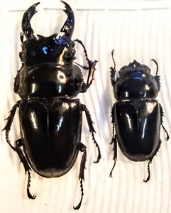 2 A-1 Mesotopus regius 74mm Kamerun männlich/weiblich Lucanid - Bild 1 von 2