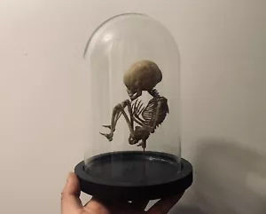 Cabinet de curiosités oddities squelette de foetus résine sous cloche - Foto 1 di 3