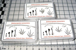 PIE de anfibio Pérmico Doleserpeton fósil Richards Spur en vitrina raro - Imagen 1 de 11