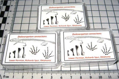 Permian Doleserpeton amphibian FOOT fossil Richards Spur in display case rare - Image 1 of 4