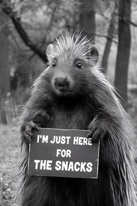 Porcupine - I'm Just Here For The Snacks Black And White Sarcastic Funny Poster - Picture 1 of 4
