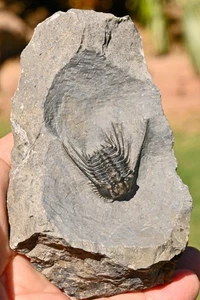 Trilobit Fossil, Leonaspis sp., aus Marokko #1 - Bild 1 von 6