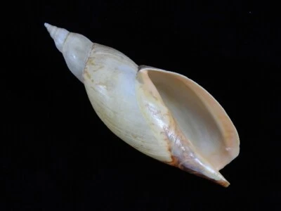 Muschel Adelomelon Ancilla 180mm ID#9017 - Bild 1 von 4