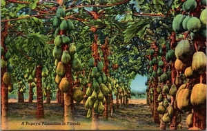 Postal de lino de una plantación de papaya en Florida - Imagen 1 de 2
