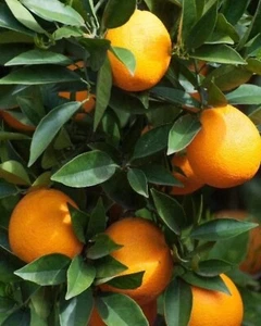 Sunburst Tangerine 3ft grafted tree . - Picture 1 of 5