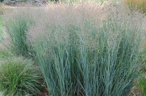 1 x Panicum virgatum 'Heavy Metal' Ziergras/Gräser/Stauden/winterhart RutenHirse - Bild 1 von 4