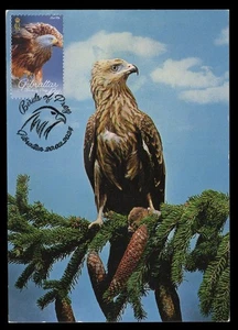 GIBRALTAR 2024 Maximum Card - Birds of Prey, Red kite, Milvus milvus, raptor - Picture 1 of 2