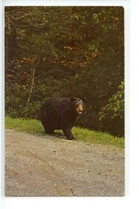Schwarzbär Great Smoky Mountains Nationalpark Tennessee Postkarte - Bild 1 von 2