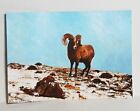 Ram above the tree line ACEO Original Animal PAINTING by Leslie Popp