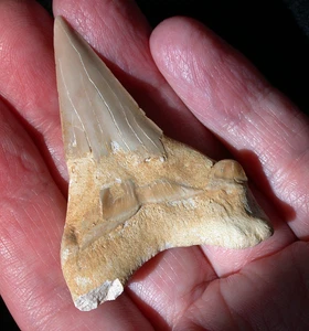 Large Fossil Shark Tooth Extinct Megalodon Ancestor 2.28 Inches Length Sharp - Picture 1 of 9