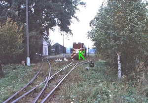 Schmalspurbahn Przeworsk-Dynow, Zug vetreibt Gänseherde in Kanczuga - Bild 1 von 1