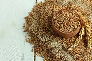25 kg Dinkel ganz Körner Lebensmittelqualität ungemahlen - Bild 1 von 2