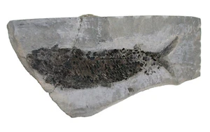 Devon Bisher unbekannter Ganoidfisch von den Orkney Inseln Schottland W15-8 - Picture 1 of 4