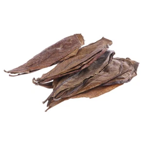 20Pc catappa leaves almond tree aquarium clean tool terminalia leaf ab.w7_Q - Picture 1 of 10