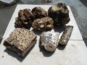 Beautiful Lot Mixed  Fossils from a old collection 5 Lb. 10 Oz. - Picture 1 of 9