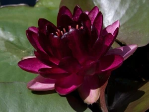 Black princess Red water lily - pond plants water lilies aquatic plants fish - Picture 1 of 3