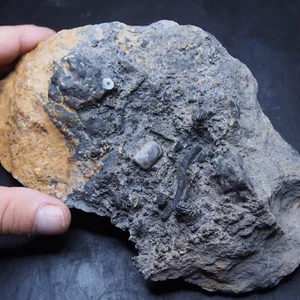 2kg Rugosa Tabulata Czech Fossil Coral Brachiopod Crinoide Briozoans Devonian 20 - Picture 1 of 15
