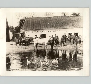 Anatre e cavallo a biglietto per soldati USA in FRANCIA WWI foto stampa vintage 1918 - Foto 1 di 2
