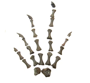 Perm Parareptil Abyssomedon Fossil Richards Spur Fossil Fuß mit Krallen 1/Gebot - Bild 1 von 9