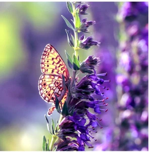 100 X HYSSOP-MEDICINAL HERB SEEDS-CULINARY-EDIBLE FLOWERS-GROW HERBAL TEA PLANTS - Picture 1 of 6