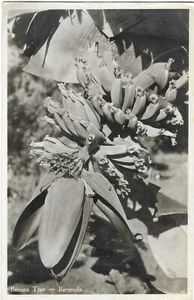 Postal vintage Bermudas RPPC árbol de plátano y fruta - Imagen 1 de 2