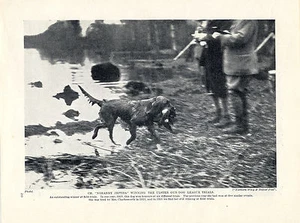 GOLDEN RETRIEVER CHAMPION DOG AT ULSTER GUNDOG TRIALS OLD 1934 DOG PRINT - Bild 1 von 1
