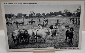 Wild Brahma Bulls ready for Bucking - Stryker's - POST CARD - listing #8443 - Picture 1 of 8
