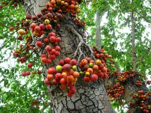 Higa de racimo - Higa india - Ficus racemosa - Más de 40 semillas - Semillas - Semillas Gx 051 - Imagen 1 de 1