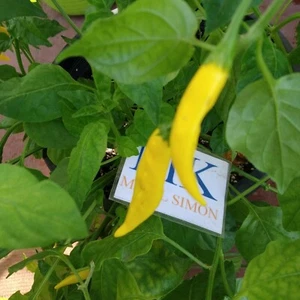Aji Pineaple,10 semillas,seeds,Capsicum baccatum (429) - Picture 1 of 1