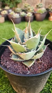 Agave Titanota - Picture 1 of 8