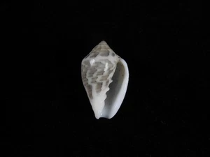 Sea Shell Marginella epipolia confortinii 21.9mm ID#9425 - Picture 1 of 2
