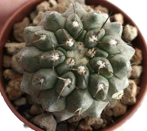 Copiapoa Säule-Dämmerung x Copiapoa Serpetisulcata (GREY) A79 - - Copiapoa Säule - Bild 1 von 2