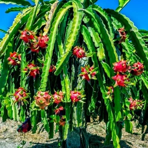 50 RED DRAGON FRUIT VINE SEEDS Cactus Pitaya HUGE 12" Flowers (H. costaricensis) - Picture 1 of 14