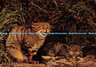 D074915 Set No. 2. Wild Animals Of Britain. Wildcat. Felis Catus. Geoffrey Kinns