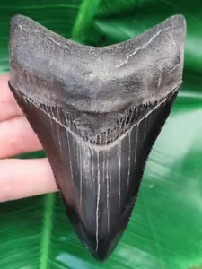 11,0 cm dente nero, affilato del megalodonte - squalo fossile dente di squalo - Foto 1 di 9