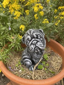 Small Bull Dog - Picture 1 of 2