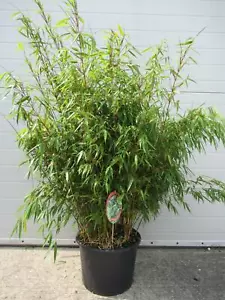 Fargesia rufa - Schirmbambus - Heckenbambus bildet KEINE Rhizome - Bild 1 von 6