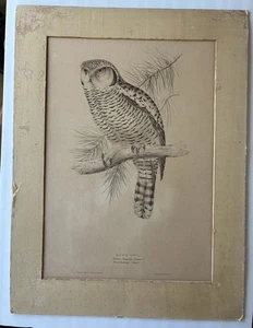 John and Elizabeth Gould Hawk Owl Plate 45 lithograph print - Picture 1 of 21