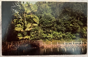 Postal vintage! ¡Exuberante vegetación tropical! ¡El Yunque, Puerto Rico! Oc3800 - Imagen 1 de 2