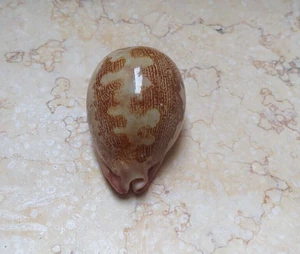 Cypraea mappa rosea singularis WOW ottimo modello guscio molto raro F++++F+++ 77mm - Foto 1 di 13