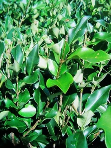 1 PLANT LIGUSTRUM JAPONICUM JAPANESE PRIVET - EVERGREEN SHRUB 2 -5' tall - Picture 1 of 7