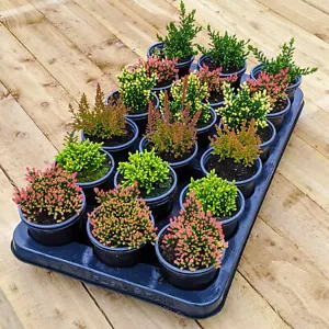 Calluna Heathers | Large Flowering Evergreen Bushy Shrub Mix | 36 Potted Plants - Picture 1 of 6